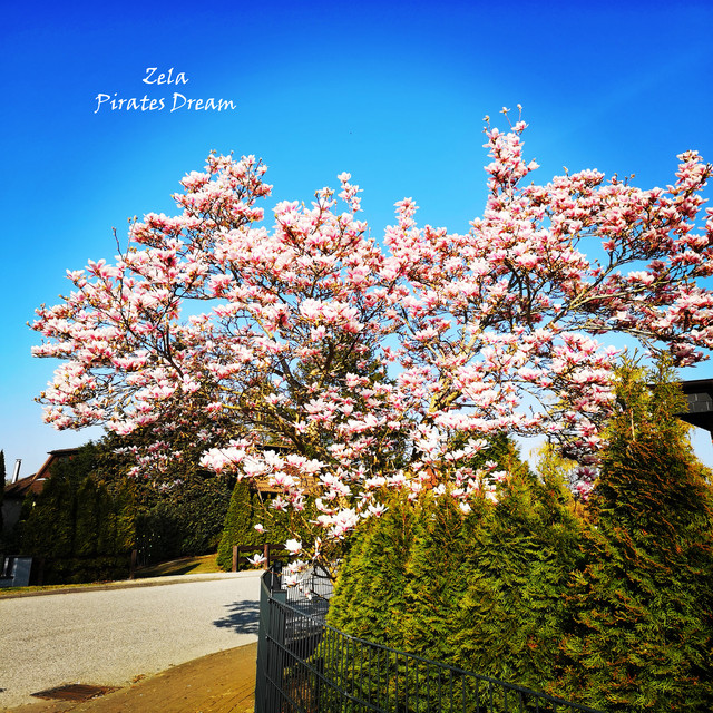 Zela Photo