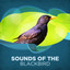 Sounds of the Blackbird Albumcover