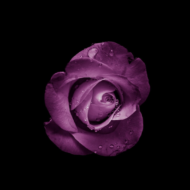 Purple Rose cover art