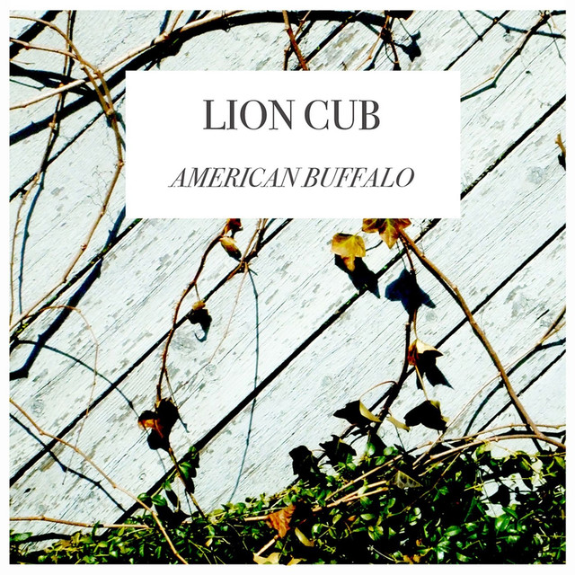 Lion Cub Photo