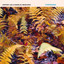 Eisenhans cover