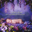Life is But a Dream: Sweet Harp Lullabies for the Wee Ones cover