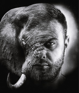 Indie Elephant cover