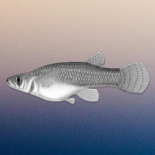 Gambusia cover
