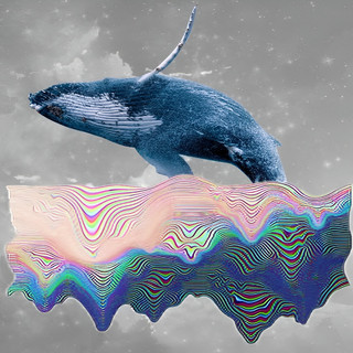 Frail Whale