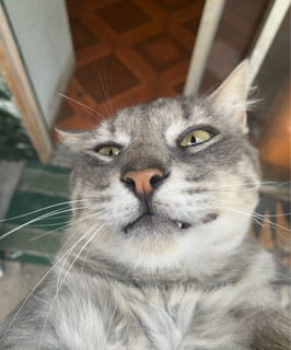 Lito