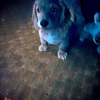 夕方の犬(U ・ェ・)