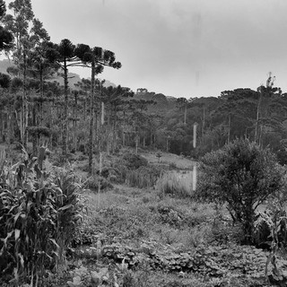 Selva