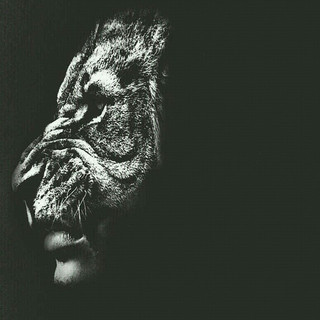 Lionayve cover