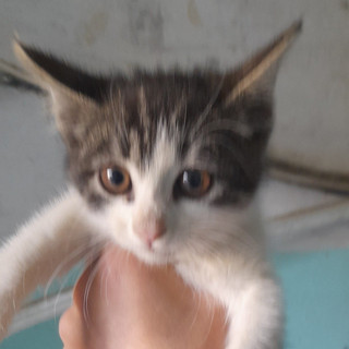 XZILO