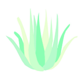 Aloeveria Photo