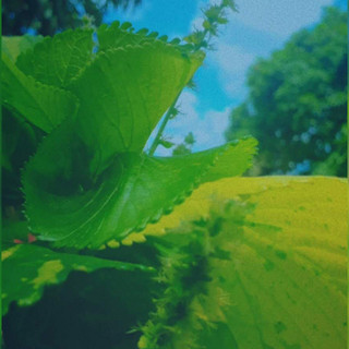 High Vortage