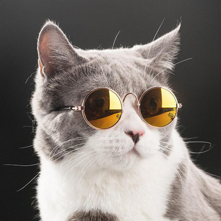 Cats in Sunglasses Photo