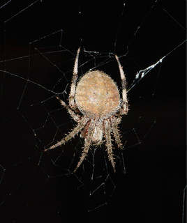 ArachNoPhobia