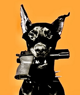 DANNY THE DAWG
