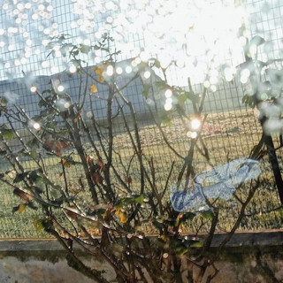 Noise Trees Photo