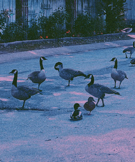 Vulture Club