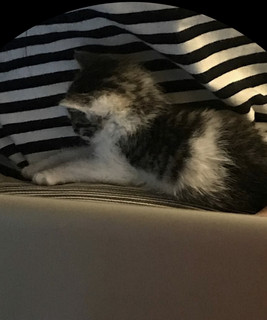 exrtcat