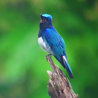 Wild Bird Japan