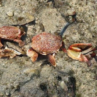 Crustaceous Crab Rave