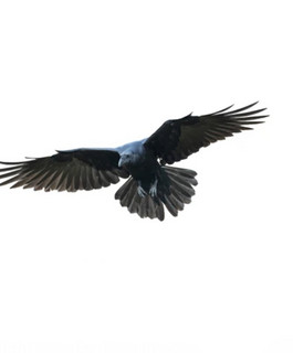 RAVEN