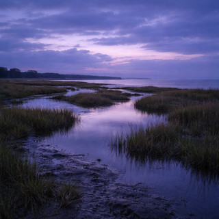 Purple Holiday artist photo
