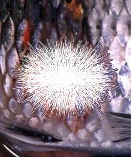 Saprolegnia