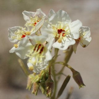 Seven Flowers