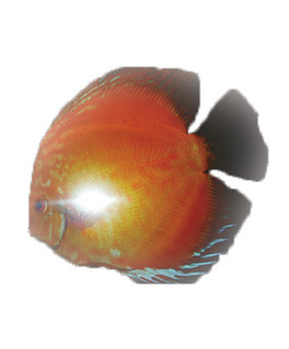 rotko_