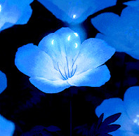 TURQUOISEDEATH Photo
