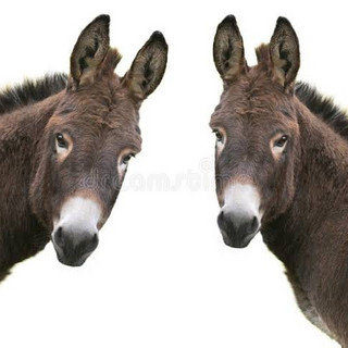 Burros do Campo