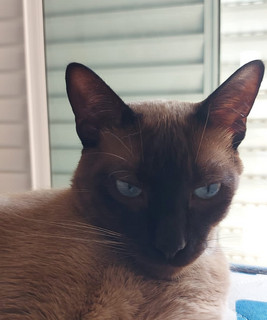 Filô