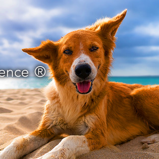 Dog Music Experience poster