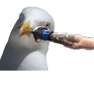 Punchin' Seagulls
