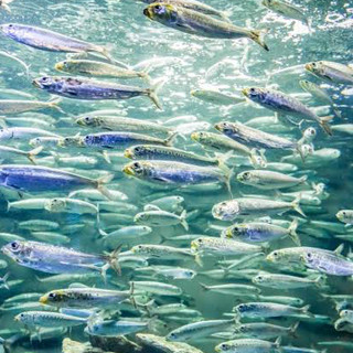 VeganNam artist photo