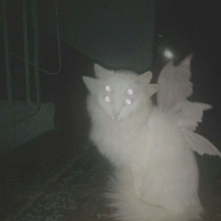 fluke