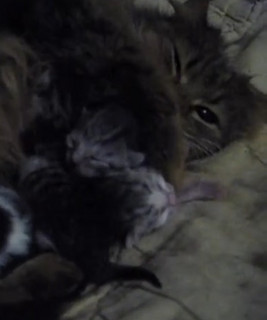 Marranizer artist photo