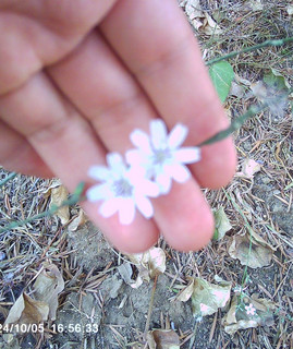 Boy Bloom