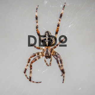 Dedo