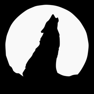 Old Wolf Photo