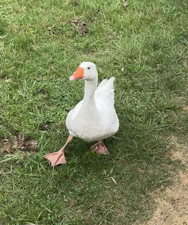 Goose News