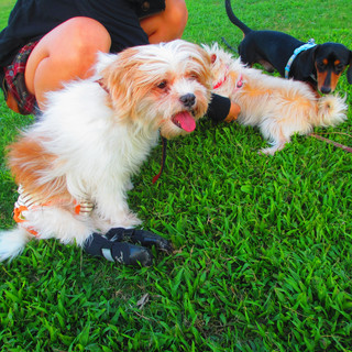 dog in the evening