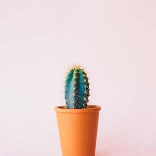 I Care For Plants