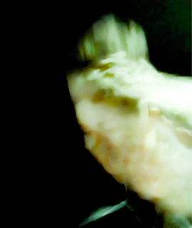 Luz2k