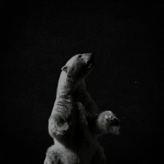 Teddy