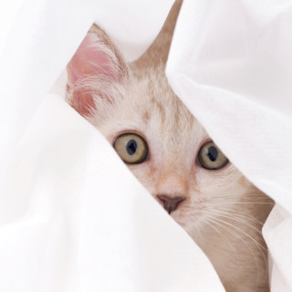 Music For Cats