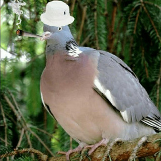 Ung due Fløjt