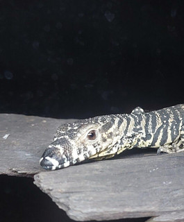 lashmonitor