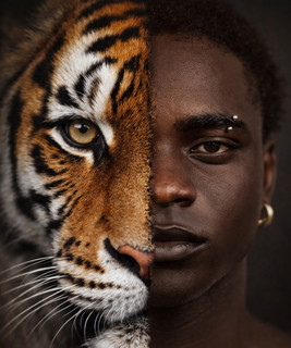 Tgold tiger