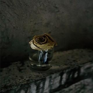 Rosa invernal